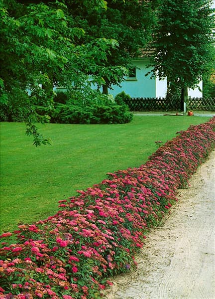 Spiraea bumalda Anthony Waterer