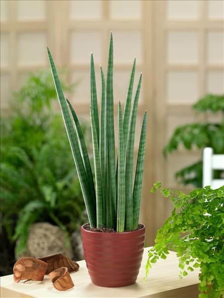 Sansevieria cylindrica Spaghetti im Topf
