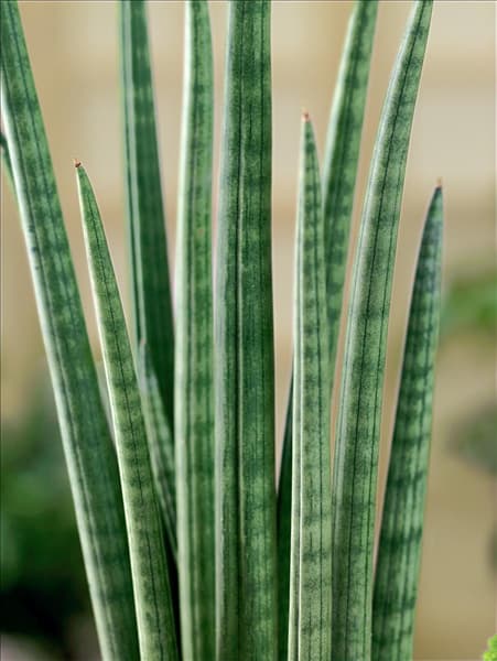 Sansevieria cylindrica Spaghetti