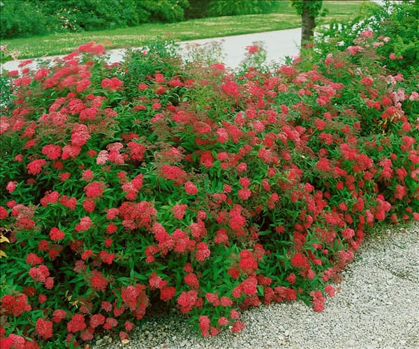 SPIRAEA JAPONICA ANTHONY WATERER