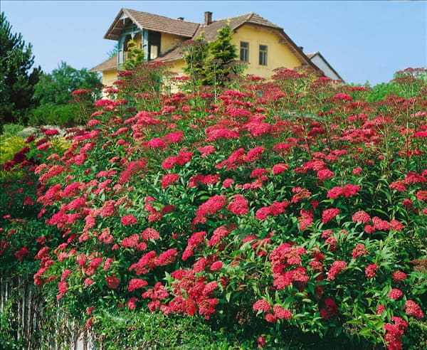 Spiraea japonica Anthony Waterer