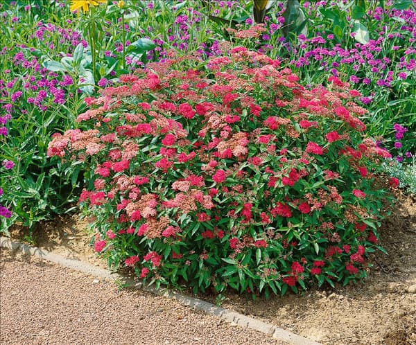 Spiraea japonica Anthony Waterer