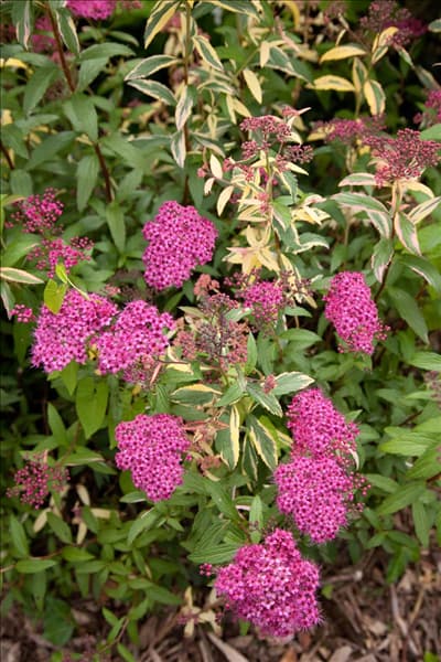 Spiraea japonica Anthony Waterer