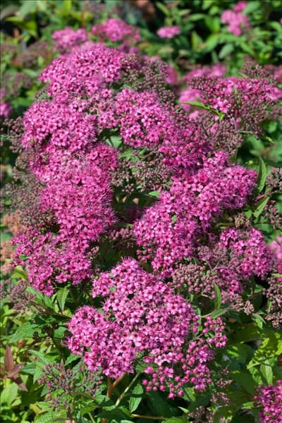 Spiraea japonica Anthony Waterer