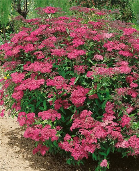 Spiraea japonica Anthony Waterer