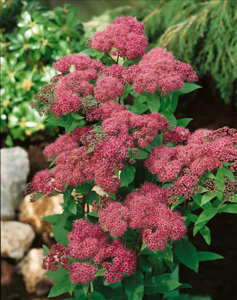 SPIRAEA JAPONICA ANTHONY WATERER