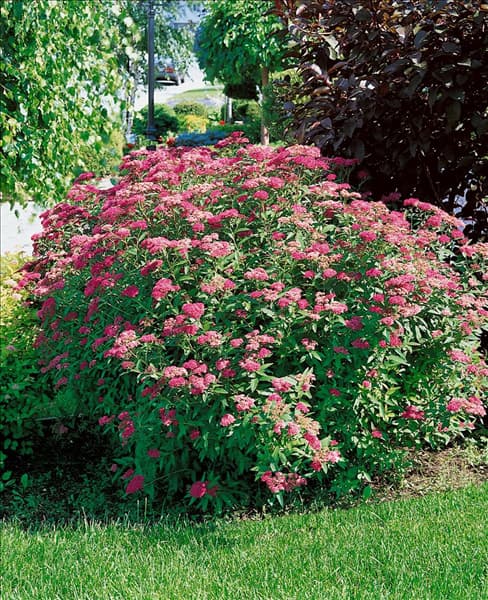 Spiraea japonica Anthony Waterer