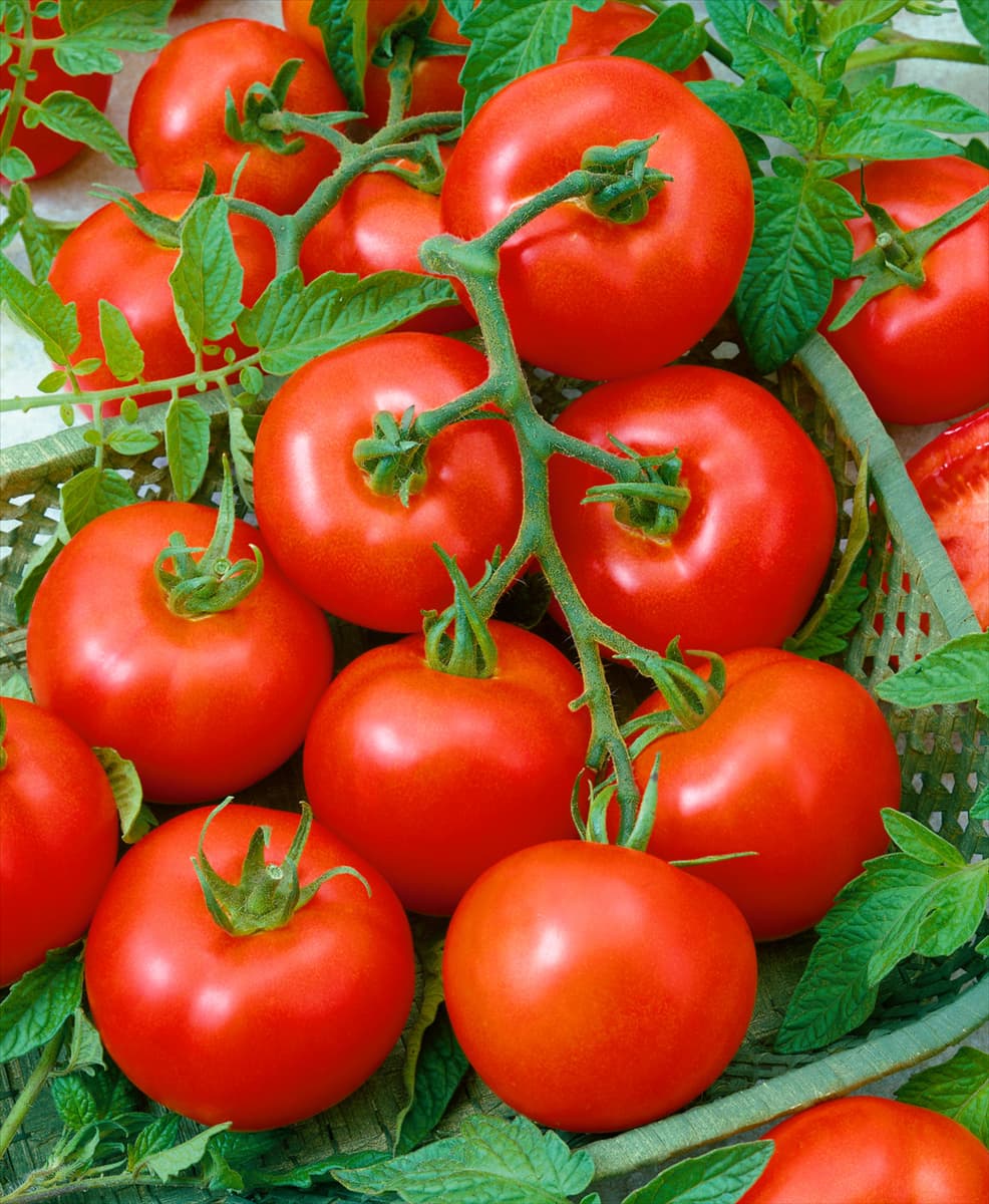 Tomate / Lycopersicon esculentum