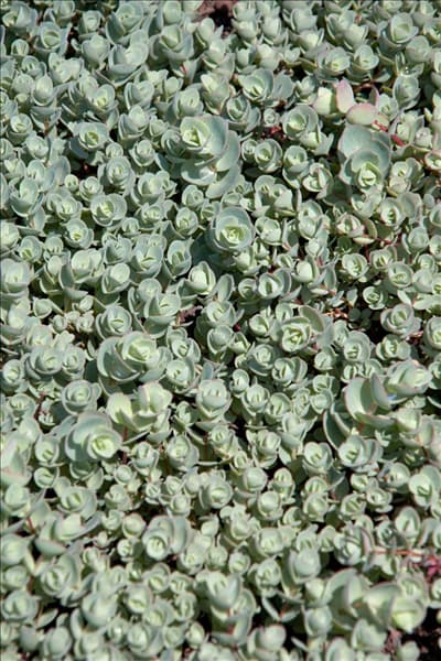 Sedum cauticola Lidakense
