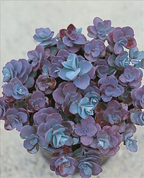 Sedum cauticola Bertram Anderson