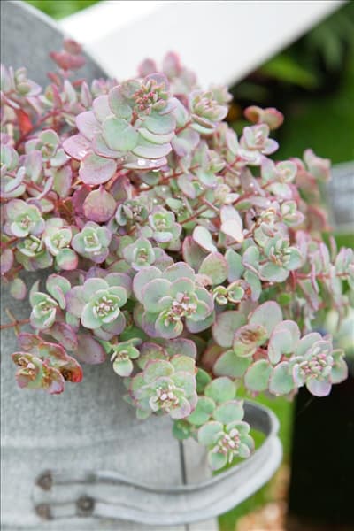 Sedum cauticola Lidakense