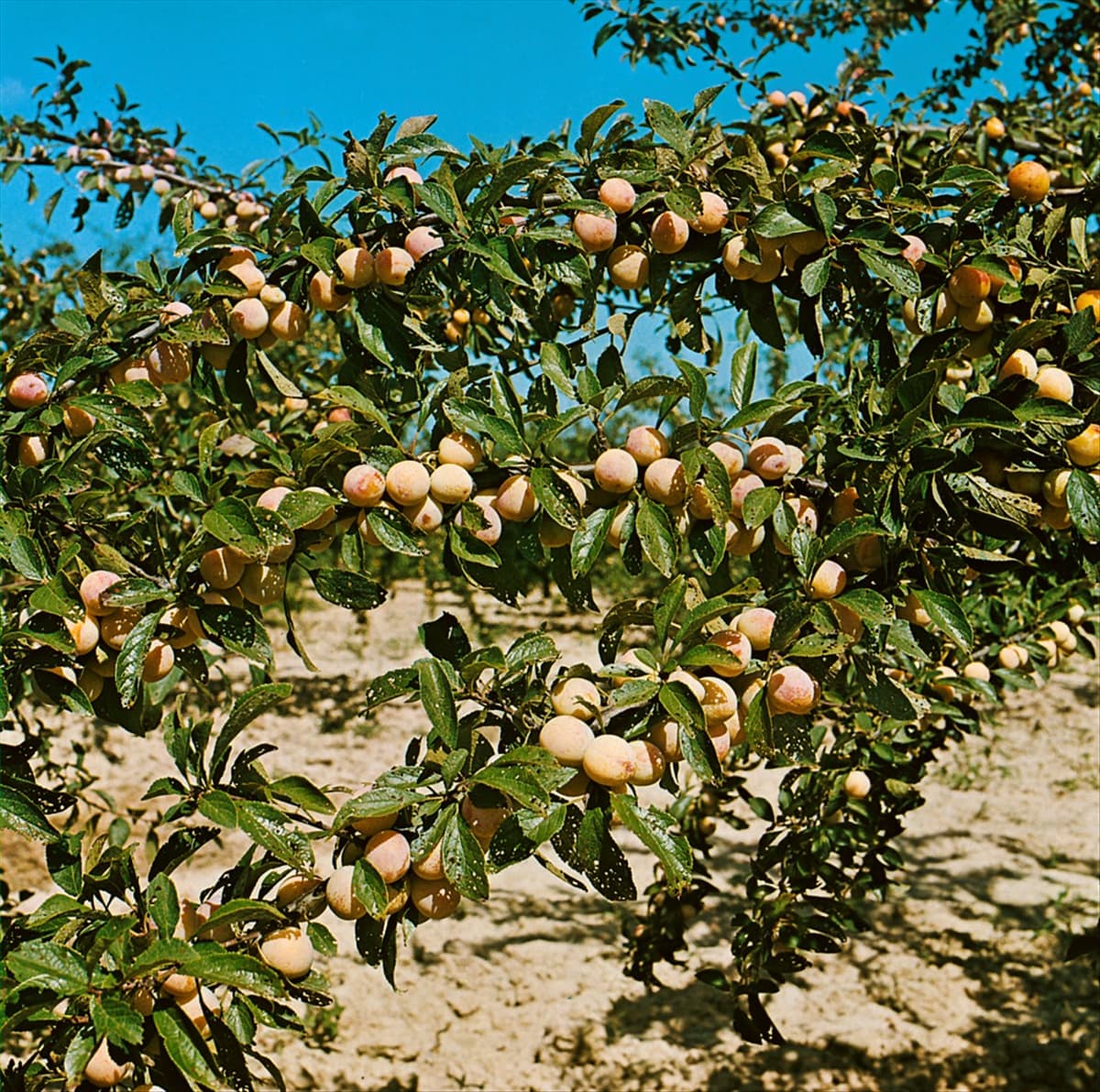 Prunus domestica ssp. italica de Nancy Baum