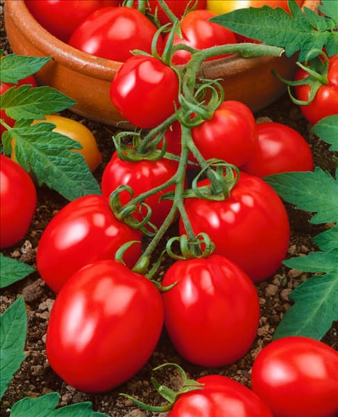 Tomate / Lycopersicon esculentum Awizo F1