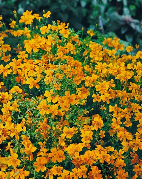 Tagetes tenuifolia Tangerine Gem