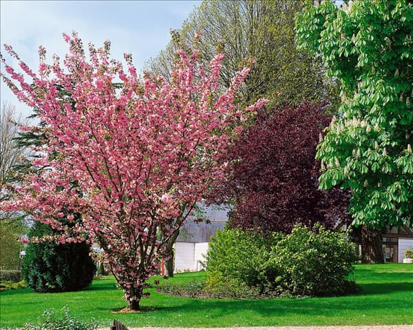 PRUNUS serrulata / Park / Frühling