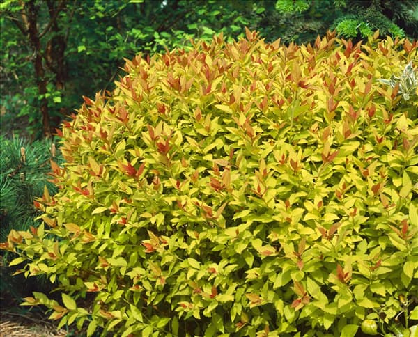 Spiraea japonica Walbuma Magic Carpet