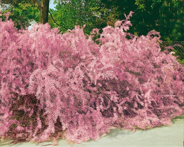 TAMARIX PARVIFLORA