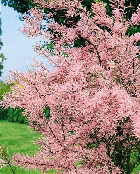Tamarix parviflora