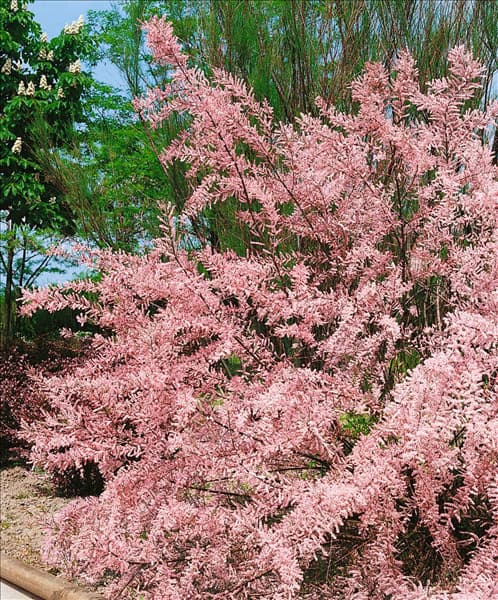 Tamarix parviflora
