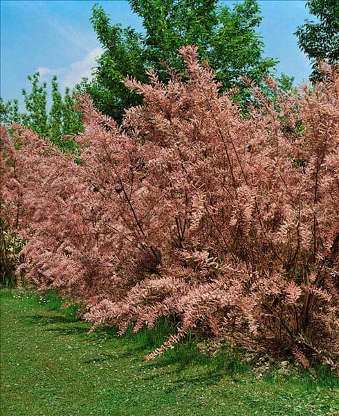 TAMARIX PARVIFLORA
