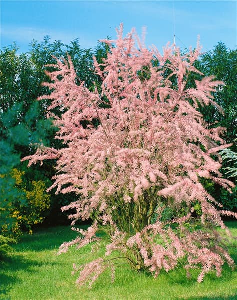TAMARIX PARVIFLORA