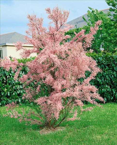 Tamarix parviflora