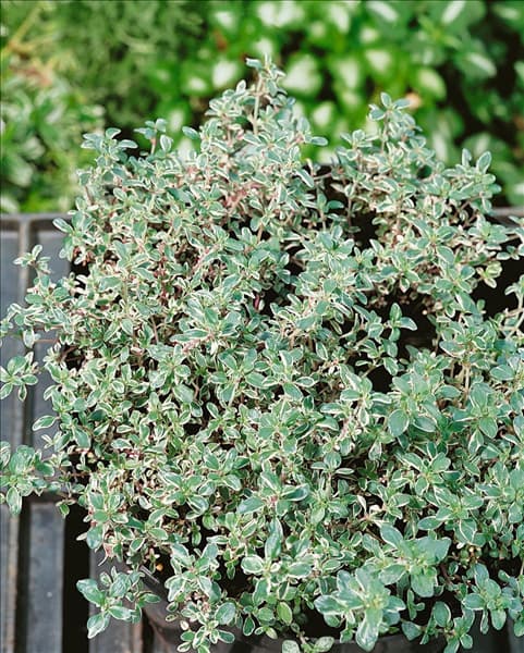 Thymus x citriodorus Silver Poesie