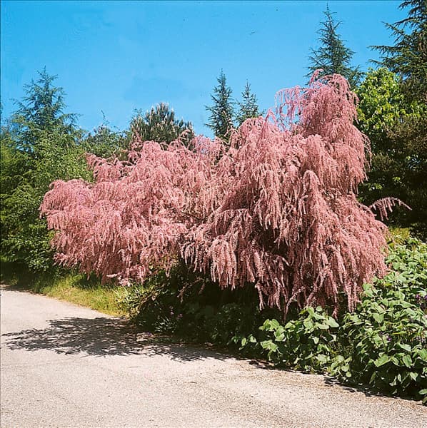 TAMARIX PARVIFLORA