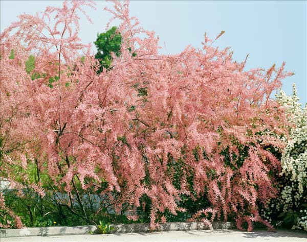 TAMARIX PARVIFLORA