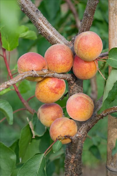 Prunus armeniaca Ungarische Beste