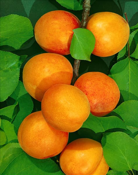 Prunus armeniaca Ungarische Beste