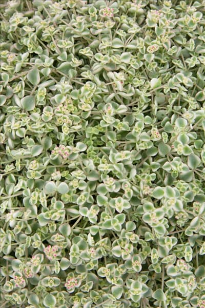Sedum Little Missy
