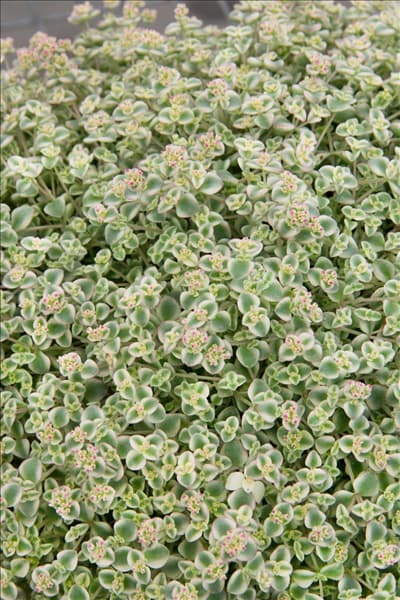 Sedum Little Missy