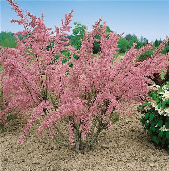 TAMARIX TETRANDRA