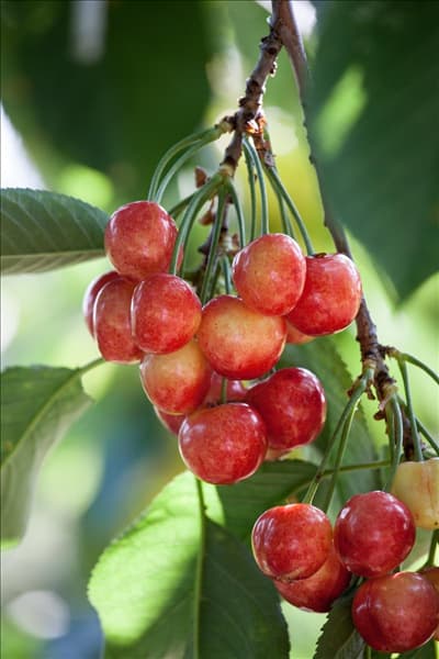 Prunus avium