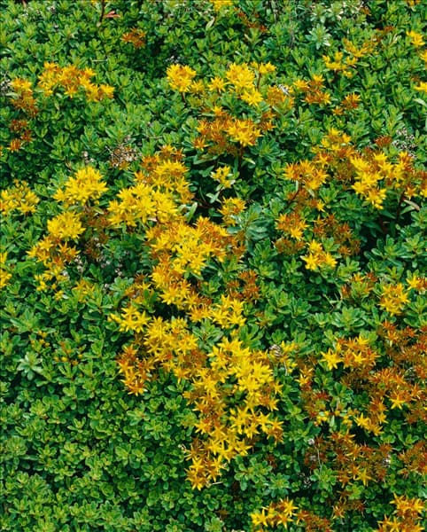 Sedum floriferum Weihenstephaner Gold