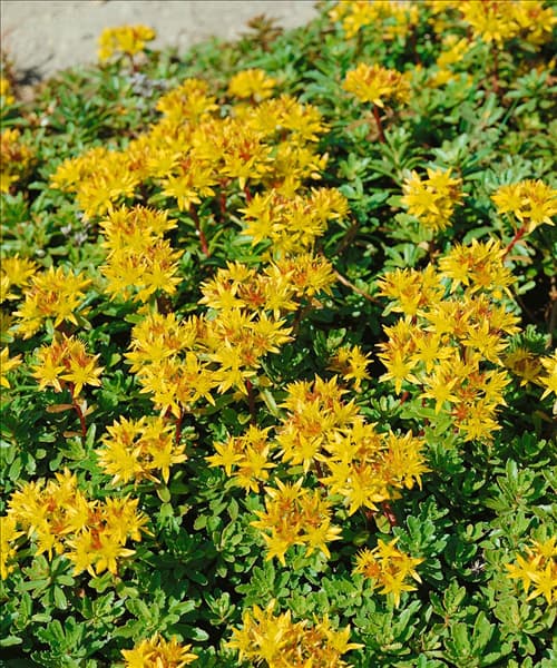 Sedum floriferum Weihenstephaner Gold