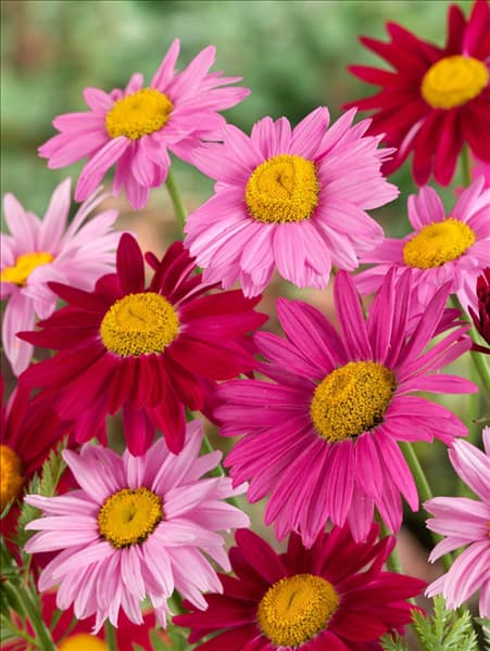 Tanacetum coccineum