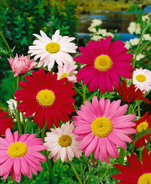 Tanacetum coccineum