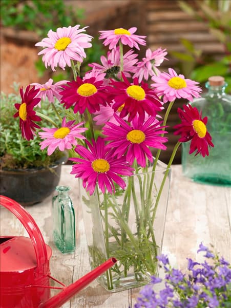 Tanacetum coccineum