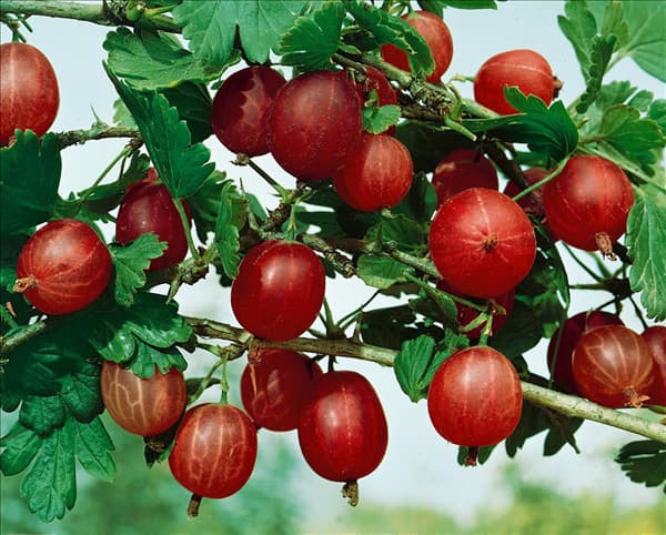 Ribes uva-crispa var. sativum Rote Triumph