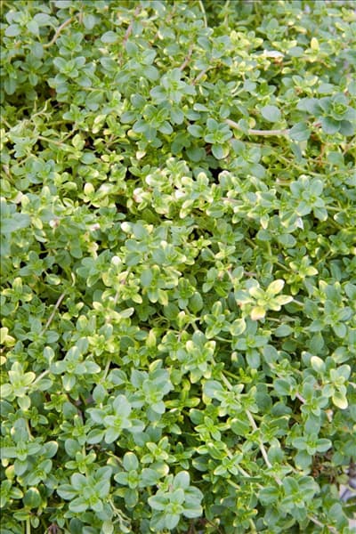 Thymus Doone Valley