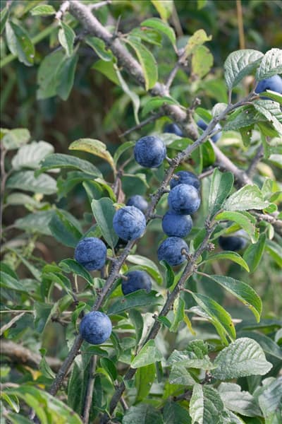 Prunus spinosa