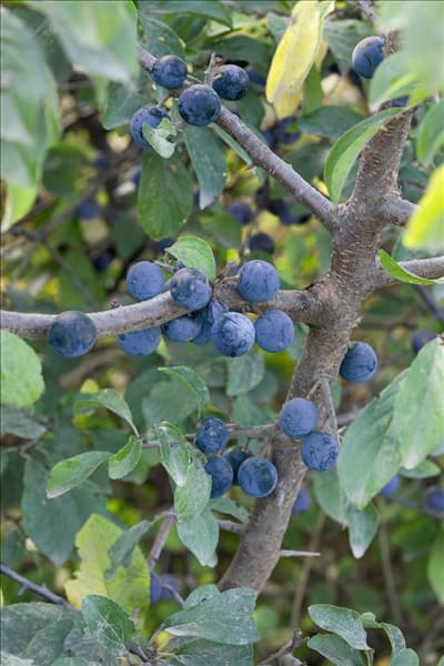 Prunus spinosa