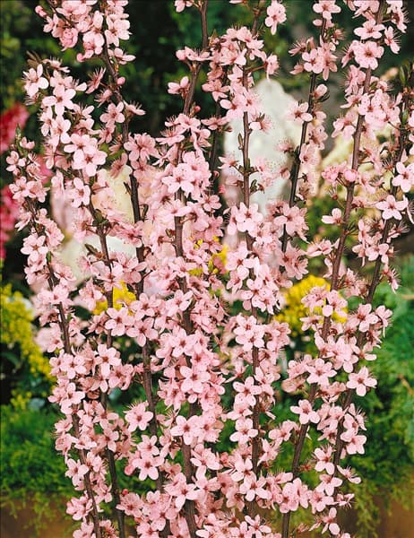 Prunus spinosa