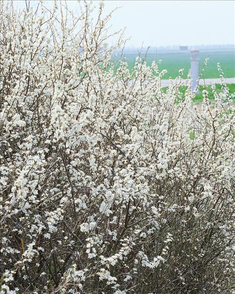 Prunus spinosa