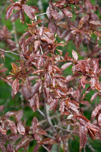 Prunus spinosa Purpurea