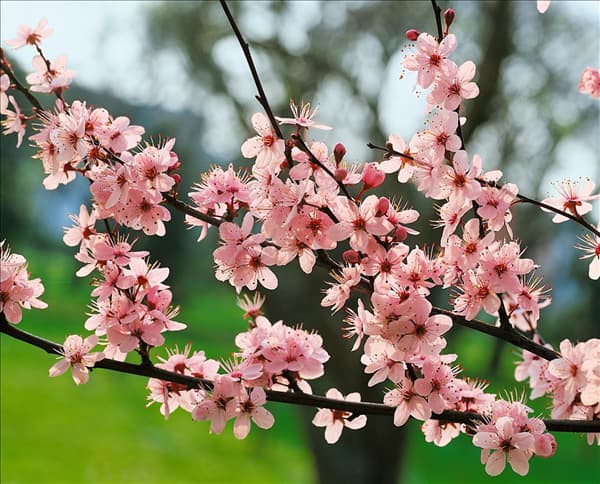 Prunus spinosa Rosea