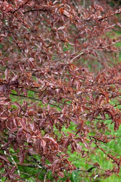 Prunus spinosa Purpurea