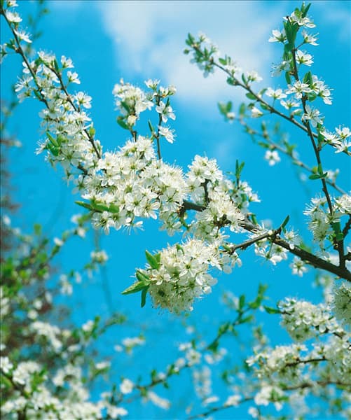 Prunus spinosa